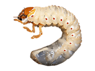 White Grub Treatment in the Cayman Islands: Effective Solutions for Lawn Pest Control