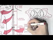 Neurology - Spinal Cord Introduction