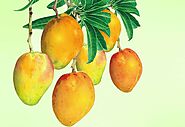 10 Health Benefits of Mango And Side Effects -