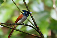 Asian Paradise Flycatcher