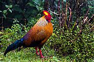 Sri Lankan Junglefowl