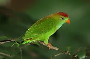 Sri Lankan Hanging Parrots