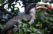 Sri Lankan Grey Hornbill