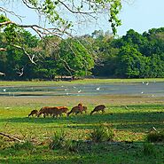 Willpattu National Park Safari