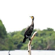 Muthurajawela Marsh