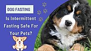 Dog Fasting: Is Intermittent Fasting Safe For Your Pets?