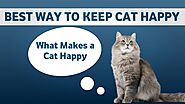 What makes a cat happy? Different games which cats like most