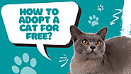 How do I adopt a cat for free? What is the easiest way to get a cat? Cats Adoption