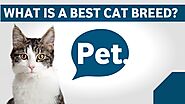 20 best cat breeds to have as a pet| What is the best breed of a cat - Rescuers