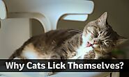 Why do Cats Lick Themselves? Why Cats Lick Each Other?