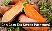 Can cats eat sweet potatoes? Is it okay to give sweet potatoes to cats? The safe amount and the correct way of giving