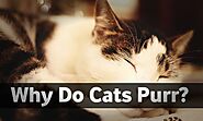When and why do cats purr? Cat Purr Sound Meaning, Mechanism, and Effect