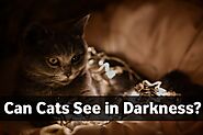 Can Cats See in The Dark? Cats Vision at Night