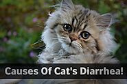 What Causes Cat Diarrhea? What are the different kinds of cats diarrhea and What to do when your cat has diarrhea?
