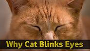 Why cat blinks eyes | Is a cat blinking a sign of affection or love | Cat Eyes Blinkig