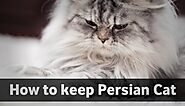 How to take Care of a Persian Cat | Persian Cat Features, Diseases, Cure, and Lifespan