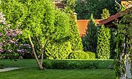 Best Privacy Trees NJ