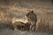 Gir National Park: Complete Travel Guide - Take Off With Me