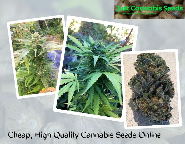 Just Cannabis Seeds A Listly List
