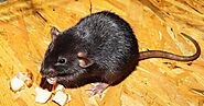 How to Get Rid of Rats and Mice Effectively on Your Property