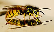 Effective Wasp Control Methods: Safeguarding your Space