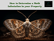 How to Determine a Moth Infestation in your Property?