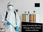 Issues Your Pet May Face During a Pest Control Session at Home