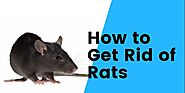 Mice & Rats: How to Get Rid of Them in Melbourne