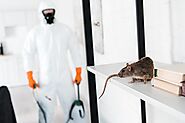 Best Rat Controller Professional By Melbourne Pest Control