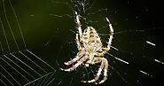 Effective Ways To Handle Spider Pest Control And Removal