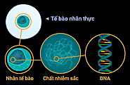 Báo Giá Xét Nghiệm ADN Huyết Thống (cập nhật chi phí 2023)