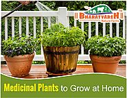 What are the Medicinal Plants to grow at home? - Bharatvarsh