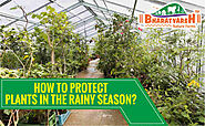 How to protect plants in the rainy season? - Bharatvarsh Nature