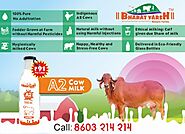 A2 Gir Cow Milk | A2 Milk in Nagpur | Bharatvarsh Nature Farms
