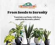 From Seeds to Serenity: Transform Your Home with these Captivating Decorative Plants!