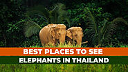 Top Destinations To See Elephants In Thailand
