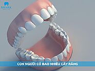 Con người có bao nhiêu cái răng? Cấu tạo và chức năng cụ thể