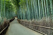 Arashiyama Park, Bamboo Forest in Japan
