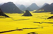 China's Canola Flower Fields Attractions