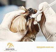 The Trusted Online Pet Store In Australia For Low-Cost Pet Supplies For Your Adorable Pets.
