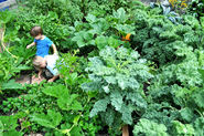 Introducing kids to gardening
