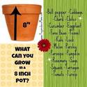 What you can grow in an 8 inch pot