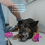 best vet Dubai