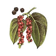 Learn about the Black Pepper Tincture Benefits