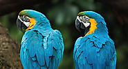 Visit the Bali Bird Park