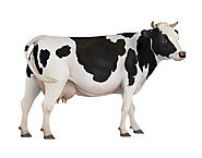 Milkman Delivery Near Me - Farm Fresh Cow Milk