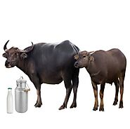 Daily Milk Delivery App - Order Buffalo Milk