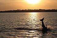 Sunset dolphin cruise