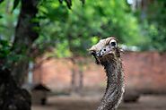 Visit the Desaru Ostrich Farm