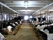 How to increase milk production in dairy farms?